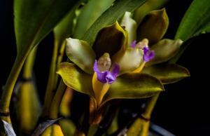 Bifrenaria mellicolor