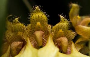 Bulbophyllum annandalei