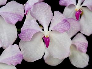 Vanda coerulea