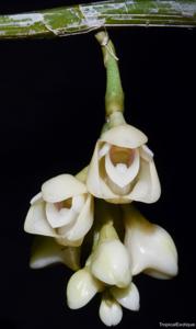 Dendrobium laurensii