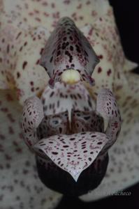 Stanhopea platyceras