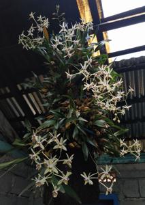 Dendrobium geminatum