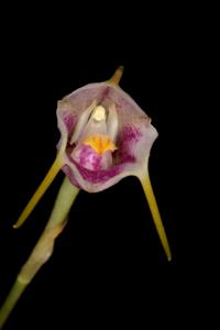 Masdevallia ionocharis