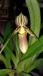 Paphiopedilum glanduliferum