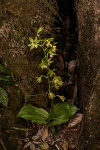 Calanthe griffithii