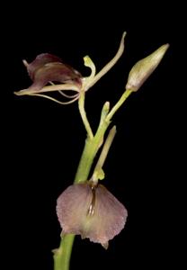 Liparis cathcartii