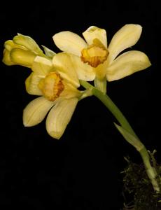 Phaius flavus