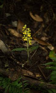 Odontochilus clarkei