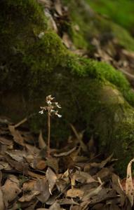 Anoectochilus brevilabris