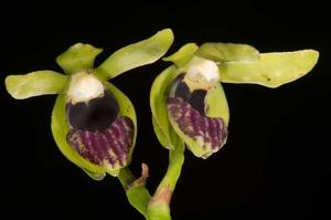 Vanda alpina