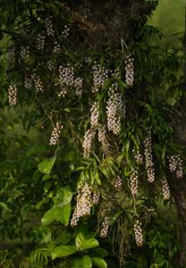 Aerides odorata