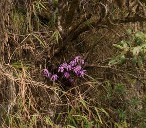 Pleione praecox