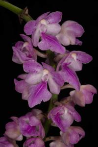 Aerides rosea