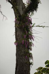 Aerides rosea