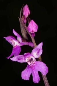 Hemipilia chusua