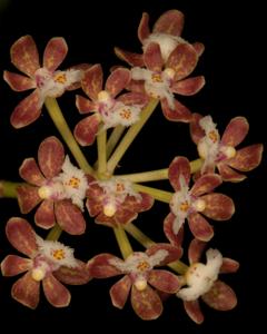 Gastrochilus acutifolius