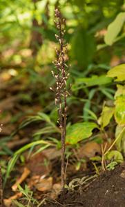 Aphyllorchis montana