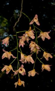 Dendrobium moschatum