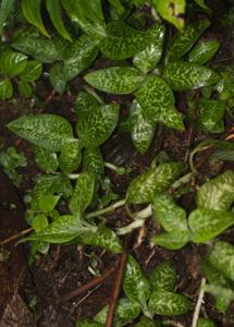 Goodyera schlechtendaliana