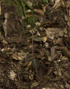 Anoectochilus roxburghii