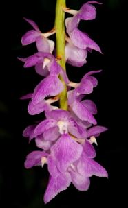 Aerides multiflora