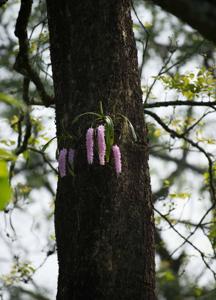 Aerides multiflora