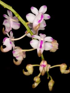 Aerides odorata