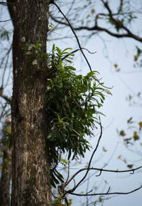 Aerides odorata