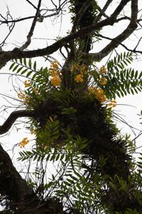 Dendrobium fimbriatum