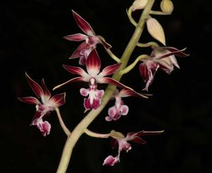 Calanthe brevicornu