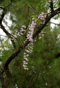 Dendrobium transparens