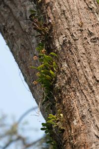 Bulbophyllum roxburghii