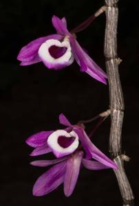 Dendrobium lituiflorum