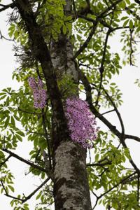 Dendrobium lituiflorum