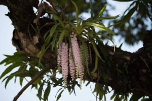 Rhynchostylis retusa