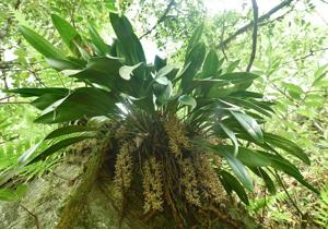 Cymbidium devonianum