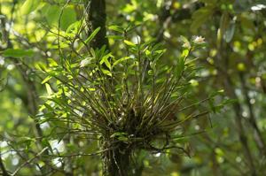 Dendrobium longicornu