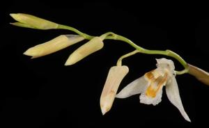 Coelogyne longipes