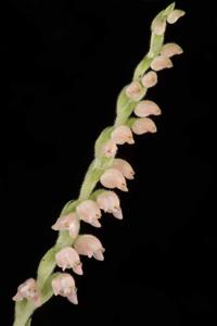 Goodyera schlechtendaliana