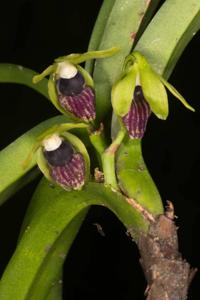 Vanda alpina