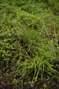 Anthogonium gracile