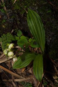 Calanthe alpina