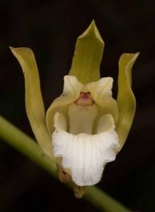 Eulophia nuda