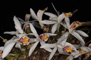 Pleione maculata