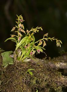 Dendrobium porphyrochilum
