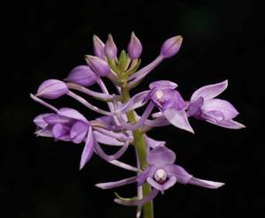 Calanthe masuca