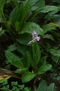 Calanthe masuca