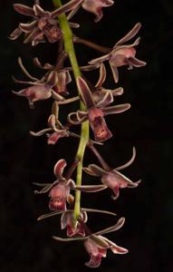 Cymbidium bicolor