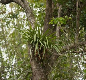 Cymbidium bicolor