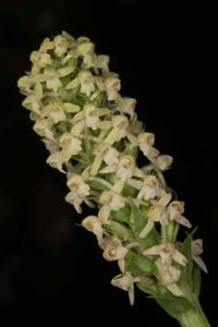 Gymnadenia orchidis